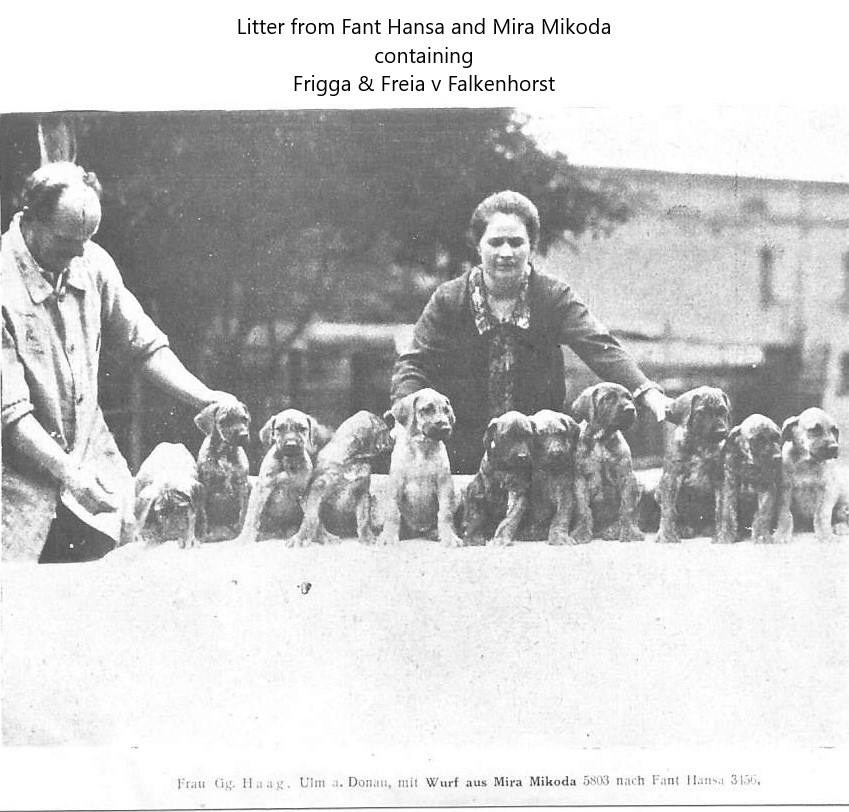 Litter from Fant Hansa and Mira MIkoda